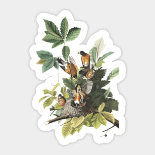 Audubon American Robin Sticker